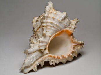 Seashell_5
